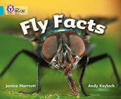 Big Cat Fly Facts ( Turquoise )