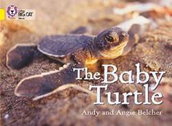 Collins Big Cat  Baby Turtle The