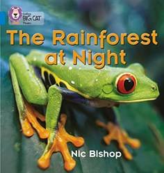 Rainforest At Night