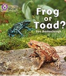 Frog Or Toad