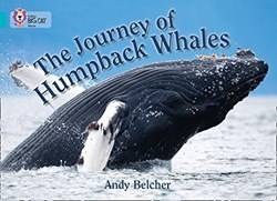 Big Cat - The Journey Of Humpback Whales